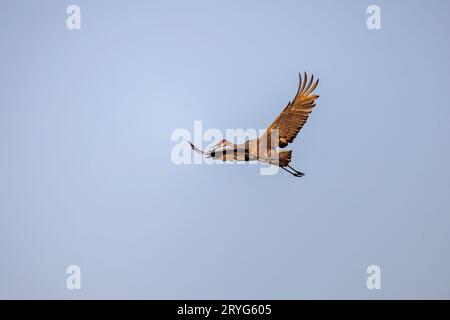 Der Sandhill-Kran (Antigone canadensis) Stockfoto