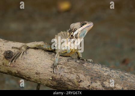 Basilisk, auch bekannt als Jesus-Christus-Echse, die in Tortuguero, Costa Rica, ruht Stockfoto