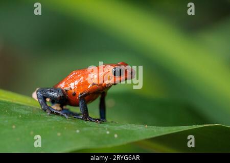 Blue-Jeans Frosch auch bekannt als Erdbeerfrosch, der auf einem grünen Blatt in Costa Rica thront Stockfoto