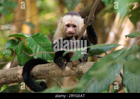 Weißkopf-Kapuziner - Weißkopf-Kapuziner essen, Costa Rica Stockfoto