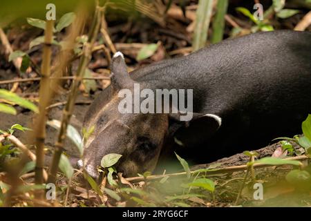 Bairds Tapir schläft im Corcovado Nationalpark, Osa Halbinsel, Costa Rica Stockfoto