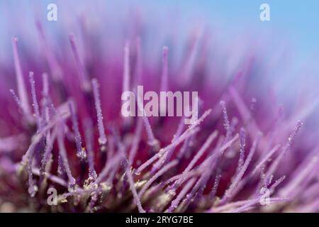 Cirsium eriophorum oder die wollige Distelblüte im Herbst. Violette Blüten der Familie der Asteraceae. Stockfoto