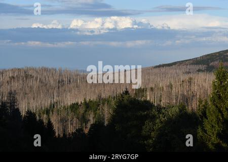 Luftaufnahme der dichten toten Bäume, die von den Rindenkäfern im Harz-Gebirge gefressen werden Stockfoto