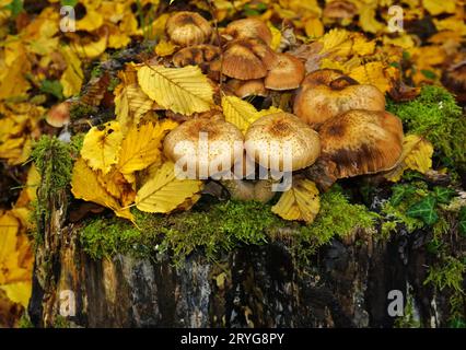 Honigagarpilz; Honigpilz; dunkler Honigpilz Stockfoto