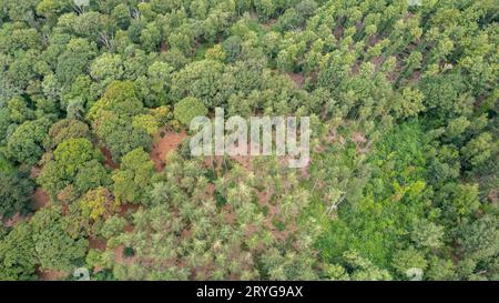 Sommer im Wald Luftaufnahme von oben. Mischwald, grüne Laubbäume. Sanftes Licht im Wald oder im Park. Drohne schießt ein Stockfoto