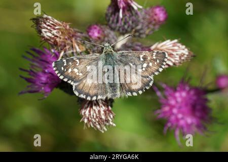 Natürliche Nahaufnahme auf dem großen Grizzled Skipper, Pyrgus alveus mit ausgebreiteten Flügeln auf einer lila Distelblüte Stockfoto