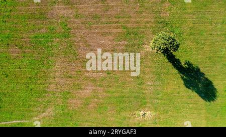 Von oben nach unten auf zwei Bäumen mitten auf einem bewirtschafteten Feld, Feld mit Traktorspuren, Kopierraum Stockfoto