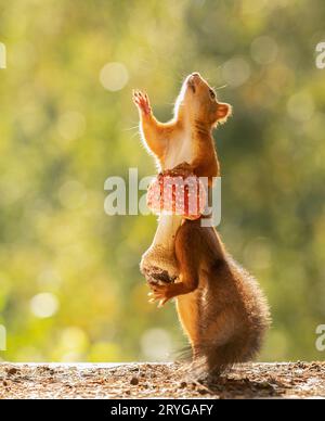 Rotes Eichhörnchen mit einem Toadhocker Stockfoto