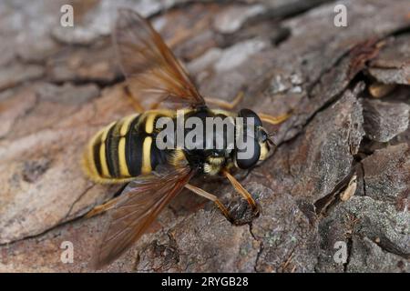 Natürliche detailreiche Nahaufnahme auf einer gelben torfffliege, Sericomyia silentis sitzt auf Holz Stockfoto