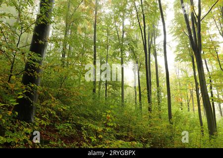 Buche im herbstlichen Wald Stockfoto