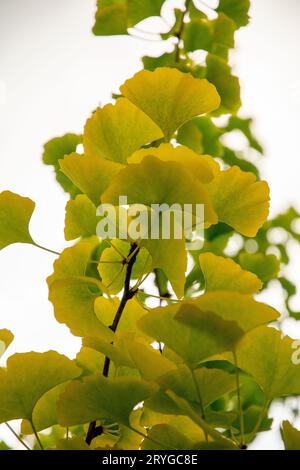 Herbstblätter von Ginkgo biloba, allgemein bekannt als Ginkgo-, Gingko- oder Maidenhair-Baum. Stockfoto