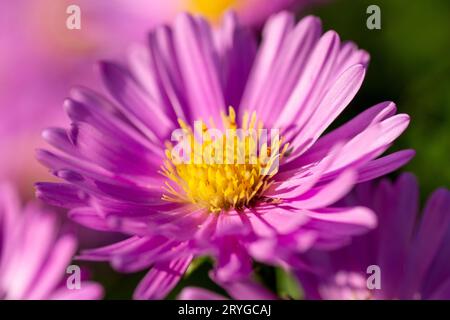 Blühende Symphyotrichum novi-belgii Blumen oder New York Aster. Stockfoto