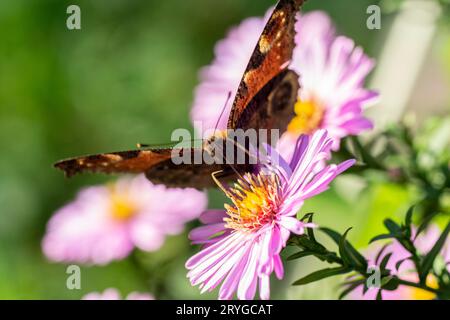 Aglais io oder der europäische Pfauenschmetterling, der auf den blühenden Symphyotrichum novi-belgii-Blüten oder dem New Yorker Aster sitzt. Stockfoto