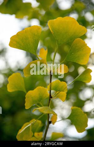 Herbstblätter von Ginkgo biloba, allgemein bekannt als Ginkgo-, Gingko- oder Maidenhair-Baum. Stockfoto