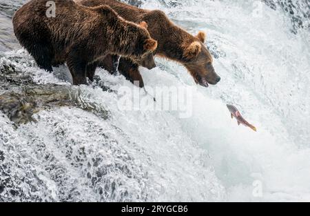 Braunbären warten auf Lachse, die die Brooks Falls hinaufspringen. Katmai-Nationalpark. Alaska. Stockfoto