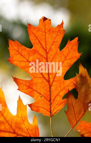 Rote Blätter der nördlichen roten Eiche (Quercus rubra) im Herbst. Rote Eiche Herbstlaub aus nächster Nähe. Stockfoto