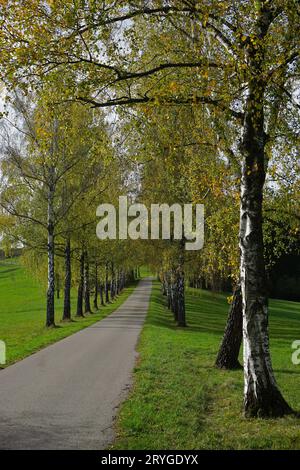 Birkenallee bei der Loreto-Kapelle bei Geislingen-Binsdorf; Bezirk Zollernalb; Deutschland Stockfoto