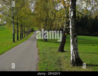 Birkenallee bei der Loreto-Kapelle bei Geislingen-Binsdorf; Bezirk Zollernalb; Deutschland Stockfoto