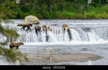 Braunbären-Lachsfischen auf den Brooks Falls im Katmai-Nationalpark. Alaska. USA. Stockfoto