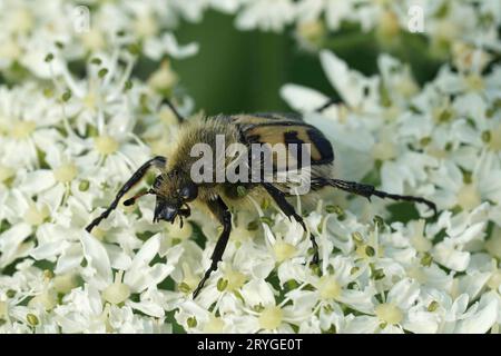 Natürliche Nahaufnahme am Eurasischen Bienenkäfer, Trichius fasciatus an einer weißen Herakleumblüte Stockfoto