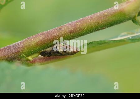 Detaillierte Nahaufnahme eines europäischen Erlenspittlebug, Aphrophora alni, der an einem Zweig hängt Stockfoto