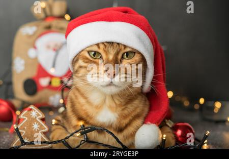 Eine Ingwerkatze sitzt in einem Neujahrshut auf dunklem Hintergrund mit Weihnachtsbaumbeleuchtung und -Dekoration. Stockfoto