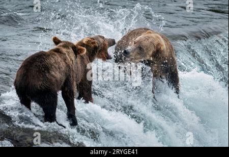 Braune Bärenmutter mit Jungtier hinter ihr, die mit einem anderen Bären auf den Brooks Falls im Katmai-Nationalpark kämpft. Alaska. USA. Stockfoto