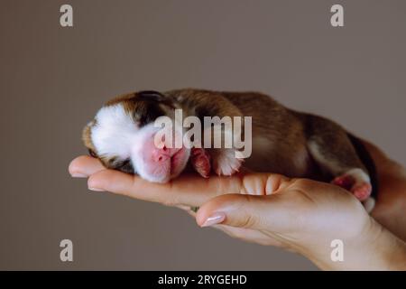 Neugeborene Welpen. Berührende Pfoten und Nase werden vom neugeborenen Welpen Waliser Corgi gezeigt, der auf den Palmen seiner Geliebten schläft. Aufbewahrung und Gebühren Stockfoto