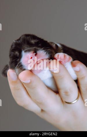 Nahaufnahme der Mündung des neugeborenen walisischen Corgi-Welpen, der auf der Handfläche der Frau liegt. Graubrauner Hintergrund. Halten und Füttern von Haustieren. Tierärztliche Versorgung während Chi Stockfoto