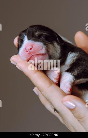 Süße Mündung des neugeborenen Welpen aus Waliser Corgi im Rahmen, der auf der Handfläche der Frau liegt. Graubrauner Hintergrund. Halten und Füttern von Haustieren. Tierärztliche Versorgung DURIN Stockfoto