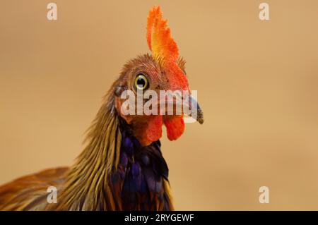 Porträt eines Sri Lanka Junglevogels im Wilpattu Nationalpark, Sri Lanka Stockfoto