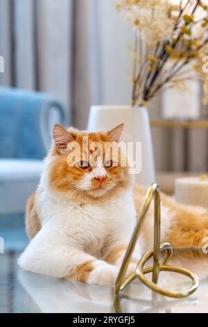 Niedlicher Ingwer mit weißer Brustkatze sitzt stolz auf dem Glastisch im Wohnzimmer zu Hause Stockfoto