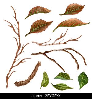 Aquarelle Zweige und Blätter bilden sich. Von Hand gezeichneter Naturclipart für Ihr Design, Kollektion von getrockneten Zweigen und grünen, braunen Blättern. Stockfoto