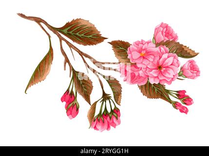 Aquarellrosa Sakura-Blüten, Pflaume, Mandelblüten auf blühendem Zweig. Handgezogener Frühlingsfruchtbaum-Zweig isoliert auf weißem bac Stockfoto