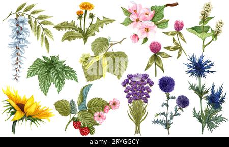 Aquarellkräuter-Set von Wildblumenhonigpflanzen und -Blumen. Handgezeichnete botanische Kräutersammlung von Apfelbaum, Linde, SUN Stockfoto