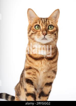 Porträt einer Bengalkatze mit grünen Augen auf weißem Hintergrund. Stockfoto