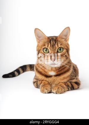 Porträt einer Bengalkatze mit grünen Augen auf weißem Hintergrund. Stockfoto