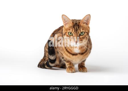 Porträt einer Bengalkatze mit grünen Augen auf weißem Hintergrund. Stockfoto