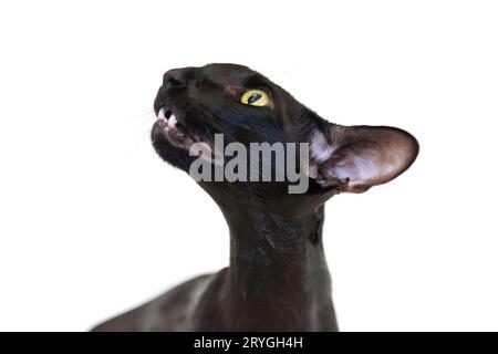 Schwarze orientalische lustige Katze Stockfoto