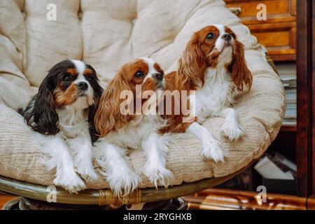 Porträt von drei charmanten kavalieren von König Charles Spaniels von Tricolor und Blenheim Farben von Erwachsenen, sitzend in großem gemütlichen runden Sessel in Livin Stockfoto