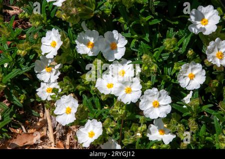 Sydney Australien, weiß blühender Cistus monspeliensis oder Montellier Cistus Strauch im Garten Stockfoto