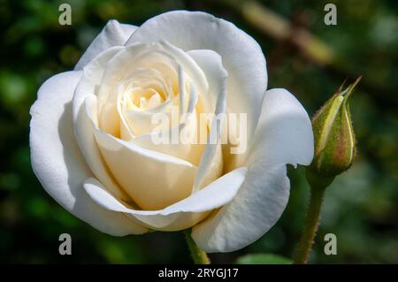 Sydney Australien, weiße Rosenblüte mit verschwommenem Hintergrund Stockfoto