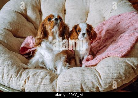 Mama und Welpe Kavalier King Charles Spaniel ließen sich bequem auf rosa Strickdecke im Stuhl zu Hause nieder. Welpenpflege. Haustiere. Blenheim. Züchtung und Rea Stockfoto