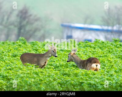 Rehe, Capreolus Capreouls, ein paar Tage, die auf ein Feld mit gelben Wildblumen starren. Zwei Wildtiere stehen c Stockfoto