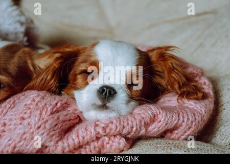 Der Hündchen des Kavaliers King Charles Spaniel schläft süß zu Hause, umwickelt in ein gestricktes rosa Karomuster und schmiegt sich eng an seine Mündung an. Haustiere. Farbe Blenheim. Bre Stockfoto