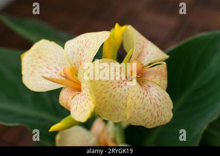 Nahansicht einer wunderschönen gelben Canna Cannasol Pflanze in Blüte. Stockfoto