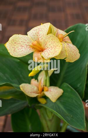 Nahansicht einer wunderschönen gelben Canna Cannasol Pflanze in Blüte. Stockfoto