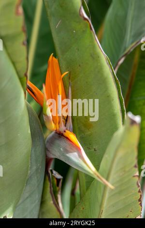 Paradiesvogel Blütenkopf mit Blättern auf der griechischen Insel zante oder zakynthos. strelitzia strelitziaceae Pflanze und Blume. Stockfoto