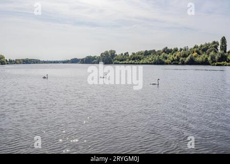 Maas-Fluss mit drei Schwänen, die über ruhigem Wasser schwimmen, reichlich grüne Laubbäume in nebelndem Hintergrund, sonniger Sommertag mit nebelgrauem Himmel, Eijsden i Stockfoto