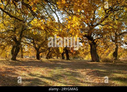 Herbsteiche Laub. Gelber Quercus geht im Herbst aus. Gavurky. Slowakei. Stockfoto